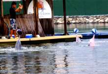 Dolphin show Singapore